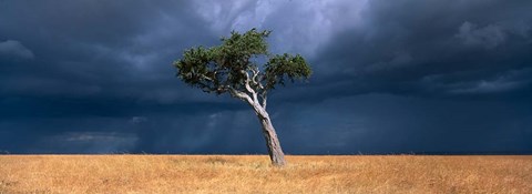 Framed Lone Acacia on Savanna, Masai Mara Game Reserve, Kenya Print