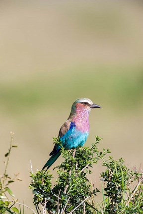 Framed Lilac-breasted Roller sitting on a bush in the Maasai Mara, Kenya Print