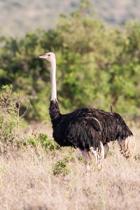 Framed Maasai Ostrich, Tsavo-West National Park, Kenya Print