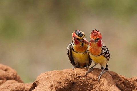 Framed Kenya, Samburu, Red-Yellow Barbet bird Print