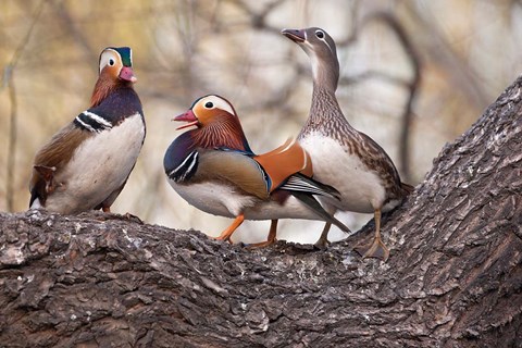 Framed Mandarin Ducks on a branch, Beijing, China Print