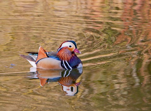 Framed Mandarin Duck, Beijing, China Print