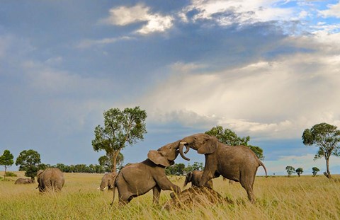 Framed Kenya, Maasai Mara National Park, Young elephants Print