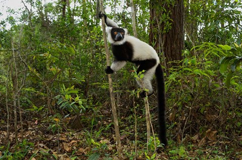 Framed Lemur, Madagascar Print