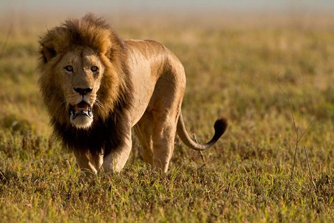 Framed Lion, Ngorongoro Crater, Serengeti National Park, Tanzania Print