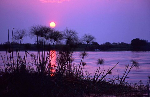 Framed Kenya. Sunset reflects through silhouetted reeds. Print