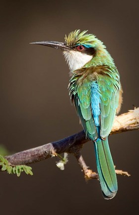 Framed Kenya, Samburu NR, Somali bee-eater, tropical bird Print