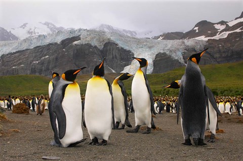 Framed King penguins, Gold Harbor, South Georgia Print