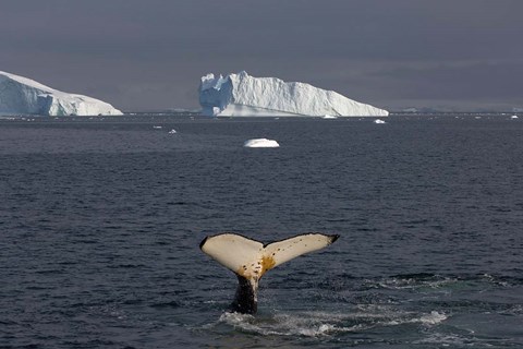 Framed Humpback whale, Western Antarctic Peninsula Print
