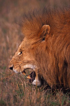 Framed Male Lion, Masai Mara, Kenya Print