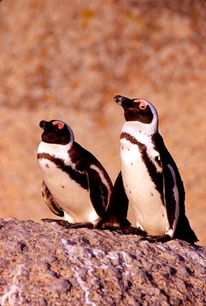 Framed Jackass Penguins, Simons Town, South Africa Print