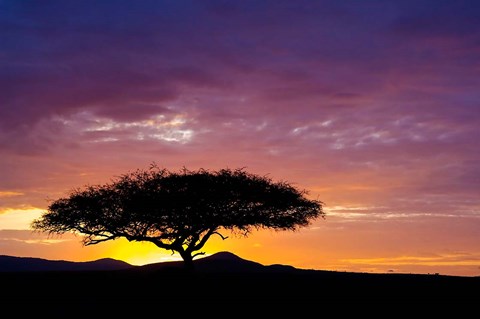 Framed Kenya, Masai Mara. Sunrise silhouette, acacia tree Print