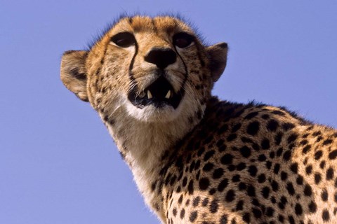 Framed Kenya, Masai Mara National Reserve. Female Cheetah Print