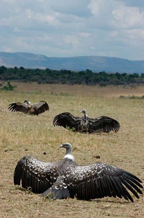 Framed Kenya: Masai Mara Reserve, Ruppell&#39;s Griffon vultures Print