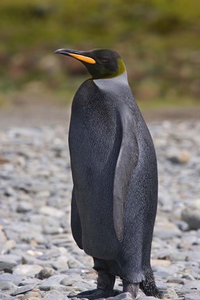 Framed Melanistic king penguin, King Penguins Print