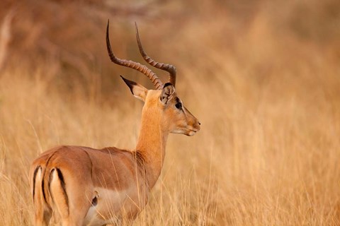 Framed Impala in tall Bushman grass, Mahango Game Reserve, Namibia Print