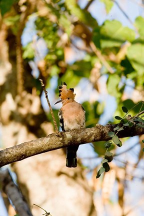 Framed Indian Ocean, Madagascar. Hoopoe bird on tree limb. Print