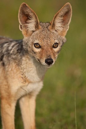 Framed Kenya, Masai Mara GR, Black-backed Jackal Print