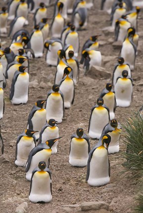 Framed King penguins, Salisbury Plain Print