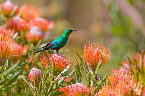 Framed Malachite Sunbird, Cape Province, South Africa Print