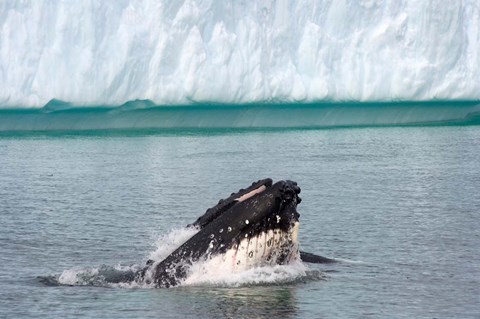 Framed Humpback whale, Antarctic Print