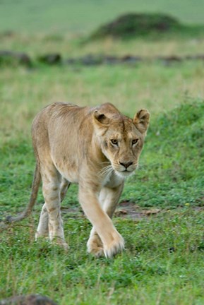 Framed Kenya: Masai Mara Game Reserve, Mara Conservancy, Lion Print