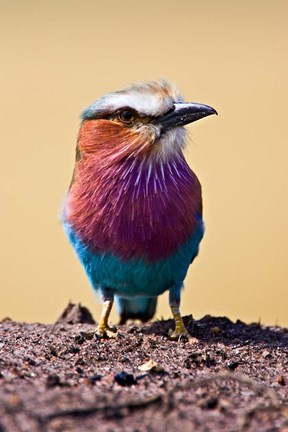 Framed Lilac-Breasted Roller, Maasai Mara, Kenya Print