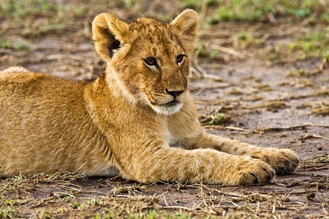 Framed Lion Cub Laying in the Bush, Maasai Mara, Kenya Print