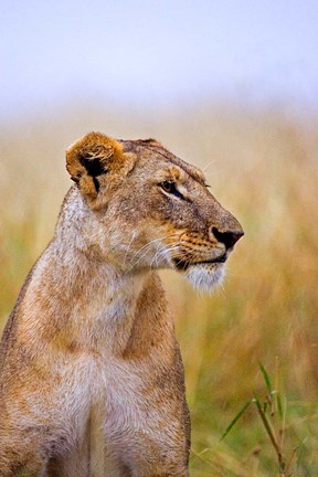 Framed Lion Sitting in the High Grass, Maasai Mara, Kenya Print