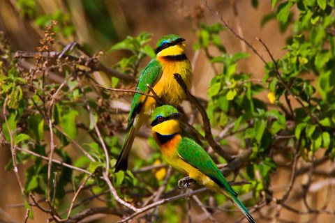 Framed Little Bee-eater tropical bird, Maasai Mara, Kenya Print