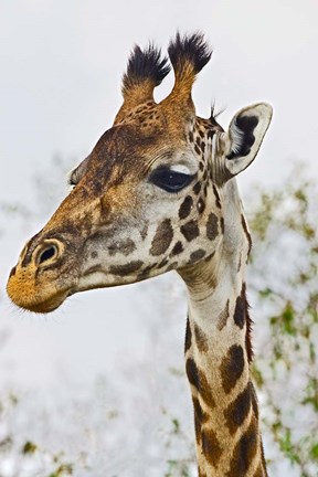 Framed Maasai Giraffe Feeding, Maasai Mara, Kenya Print