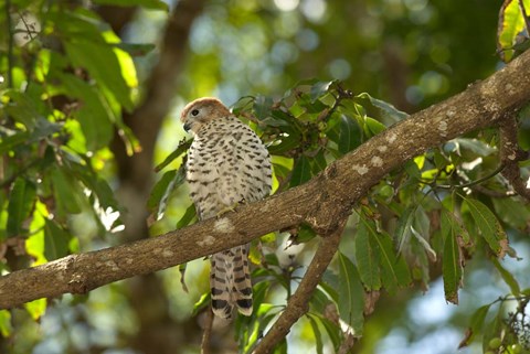 Framed Mauritius, Kestrel bird Print
