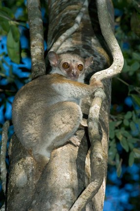 Framed Milne-Edwards Sportive Lemur, Madagascar Print