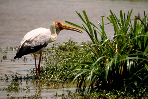 Framed Kenya. Masai Mara, Yellowbilled stork bird Print
