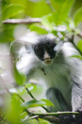 Framed Juvenile Kirk&#39;s Red Colobus Monkey, Jozani Forest, Chwaka Bay National Park, Zanzibar, Tanzania Print