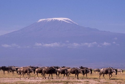 Framed Kenya: Amboseli NP, wildebeest wildlife, Mt Kilimanjaro Print
