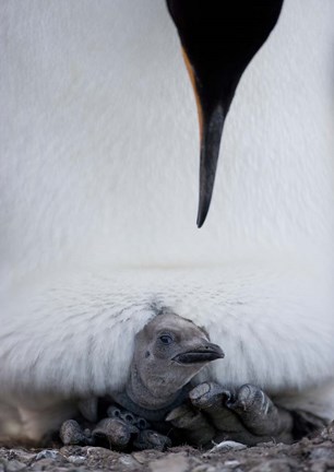 Framed King Penguin Chick Resting in Mother&#39;s Brood Pouch, Right Whale Bay, South Georgia Island, Antarctica Print