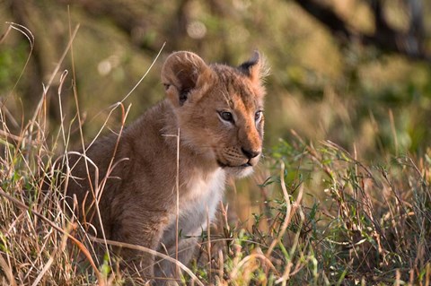 Framed Lion cub, Masai Mara National Reserve, Kenya Print