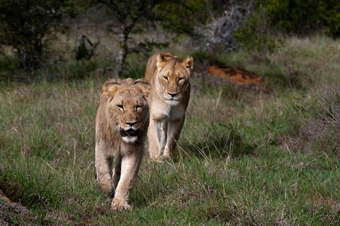 Framed Lion, Kariega Game Reserve, South Africa Print