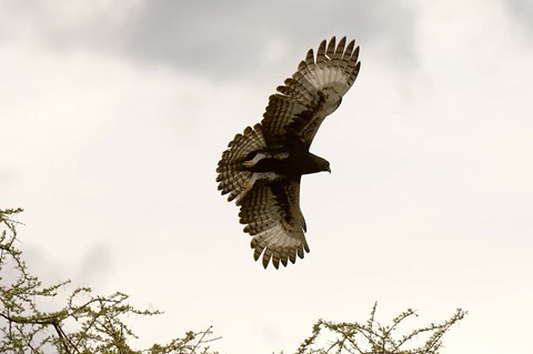 Framed Long Crested Eagle, Meru National Park, Kenya Print