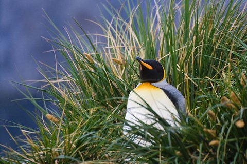 Framed Close up of King Penguin, Antarctica Print