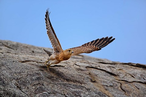 Framed Kestrel, Serengeti National Park, Tanzania Print