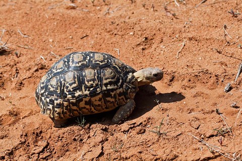 Framed Leopard Tortoise, Samburu National Game Reserve, Kenya Print