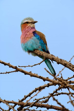 Framed Lilac breasted Roller, Serengeti National Park, Tanzania Print