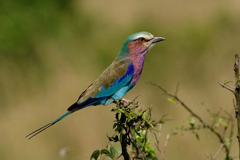 Framed Lilacbreasted Roller bird, Kenya Print