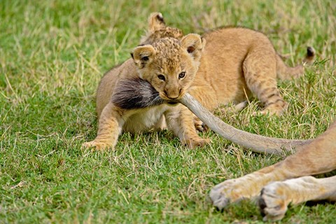 Framed Lion cub, mothers tail, Masai Mara Game Reserve, Kenya Print