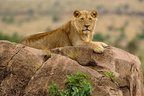 Framed Lion, Serengeti National Park, Tanzania Print