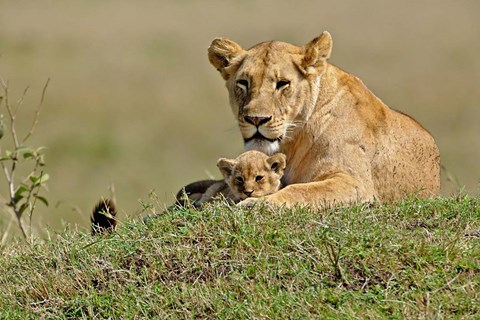 Framed Lioness and cub, Masai Mara Game Reserve, Kenya Print