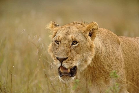 Framed Lioness on the hunt in tall grass, Masai Mara Game Reserve, Kenya Print