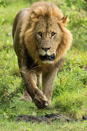 Framed Male Lion, Lake Nakuru National Park, Kenya Print